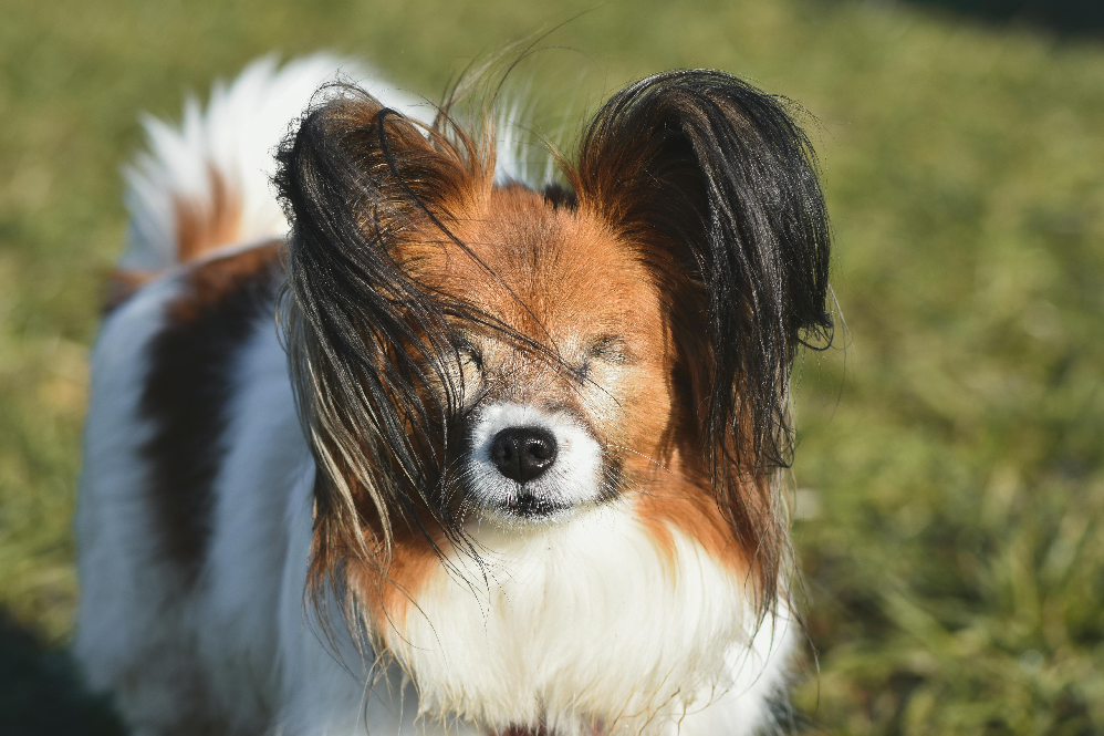Blind Dog Care