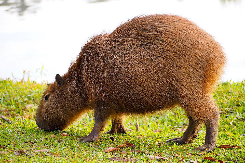 Can Capybaras Be Pets
