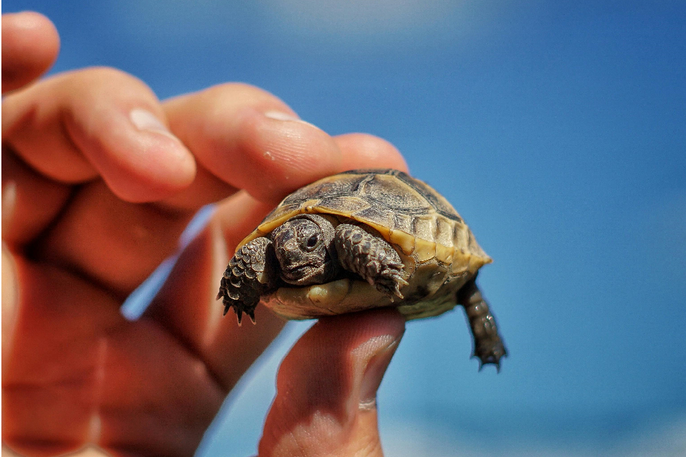 Caring for pet turtles