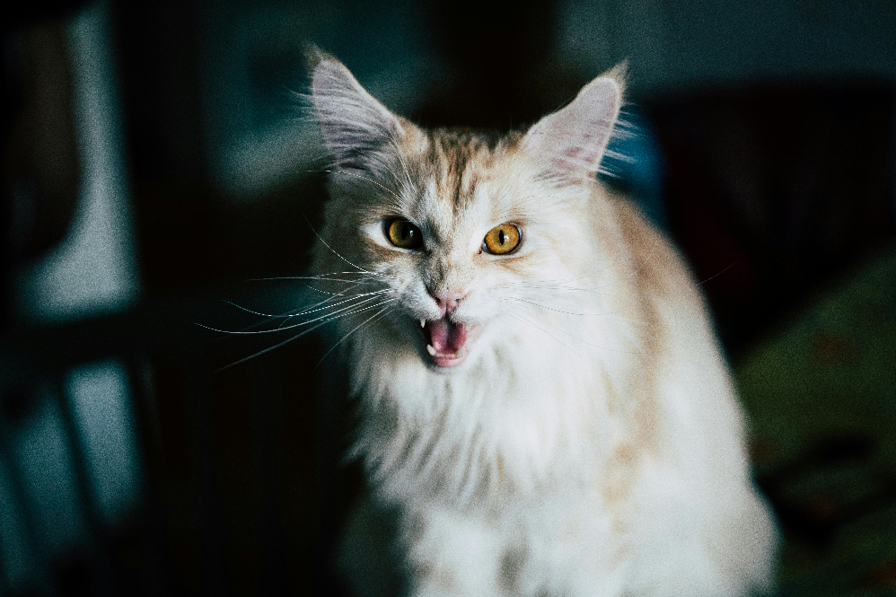 Cat Meowing at Night