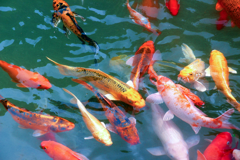 Fish Nutrition Guide
