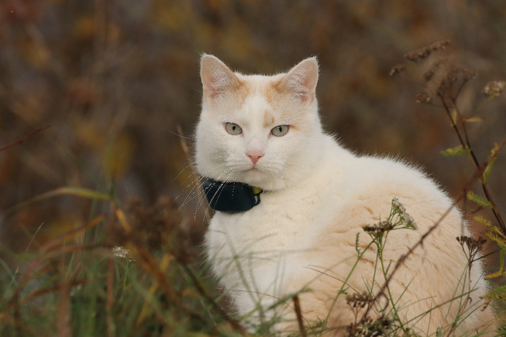 GPS Cat Trackers