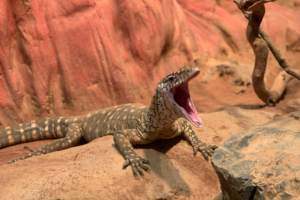 Gila Monster
