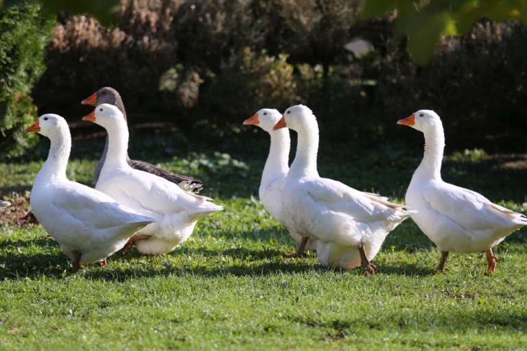 Amazing Goose Bird Guide Habitat,Diet,Behavior,Domestication & Facts ...