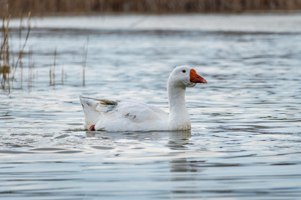 Goose Bird