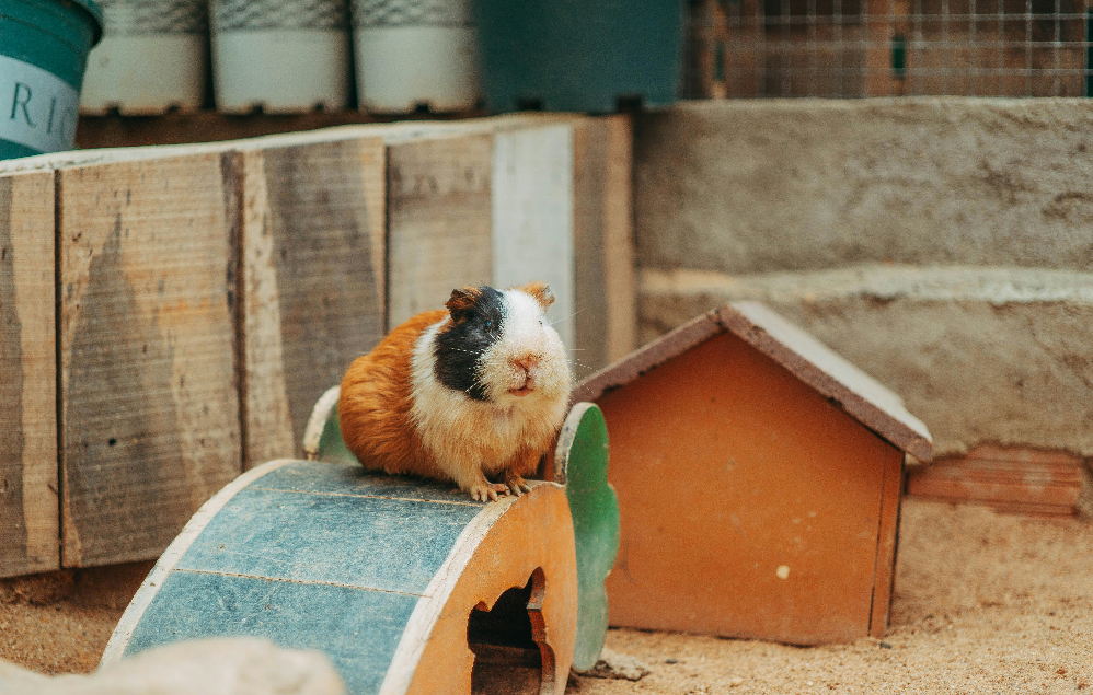 Guinea Pig Diet