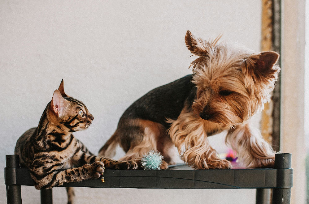 harmful pet trends