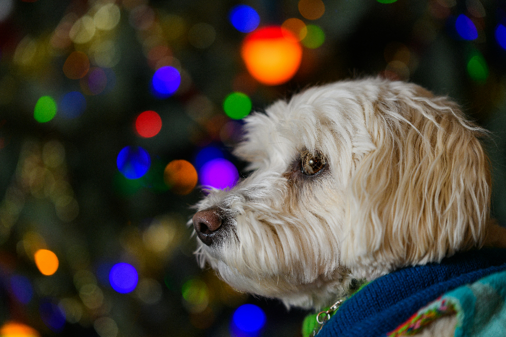 Holiday Pet Safety Tips