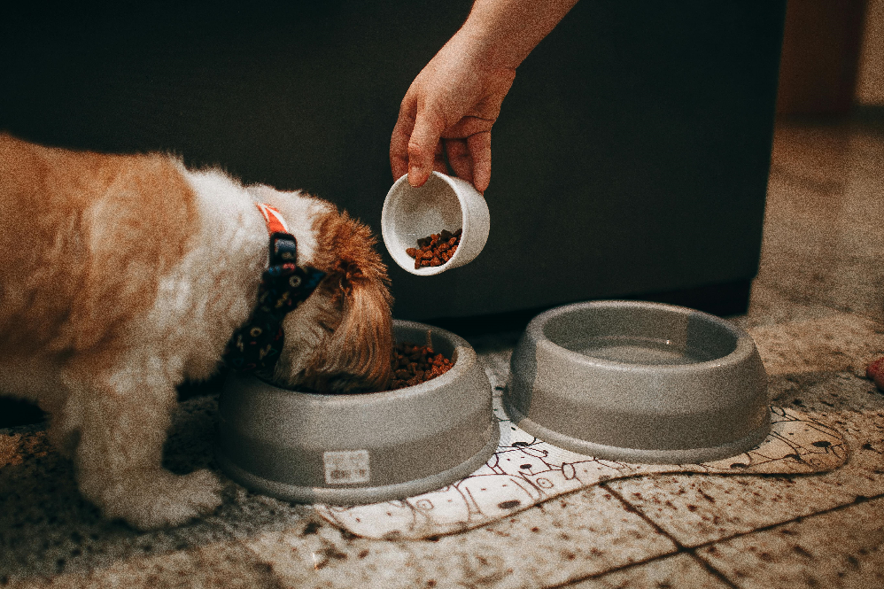 pet food recipes