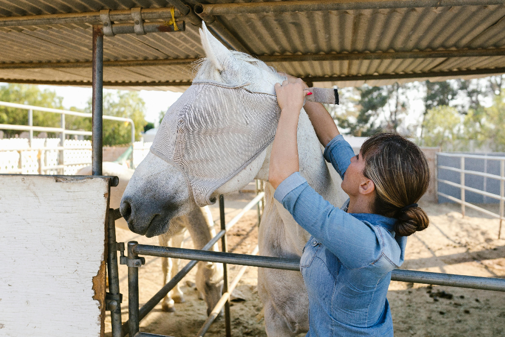 horse care tips