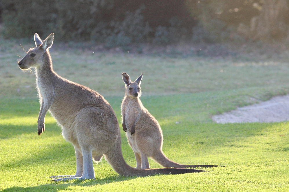 Kangaroo