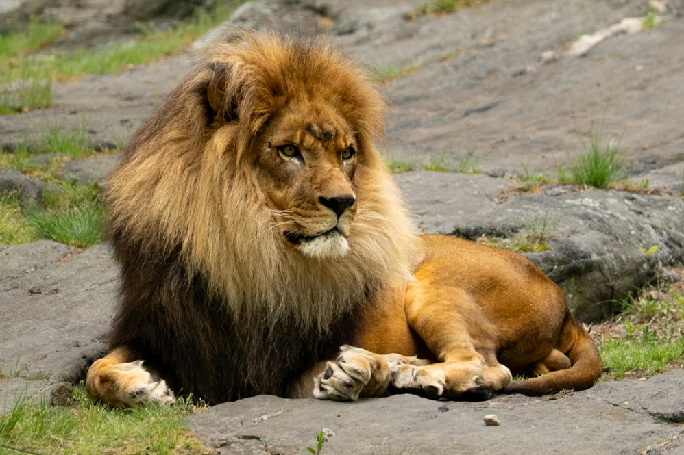 Lion Animal Guide