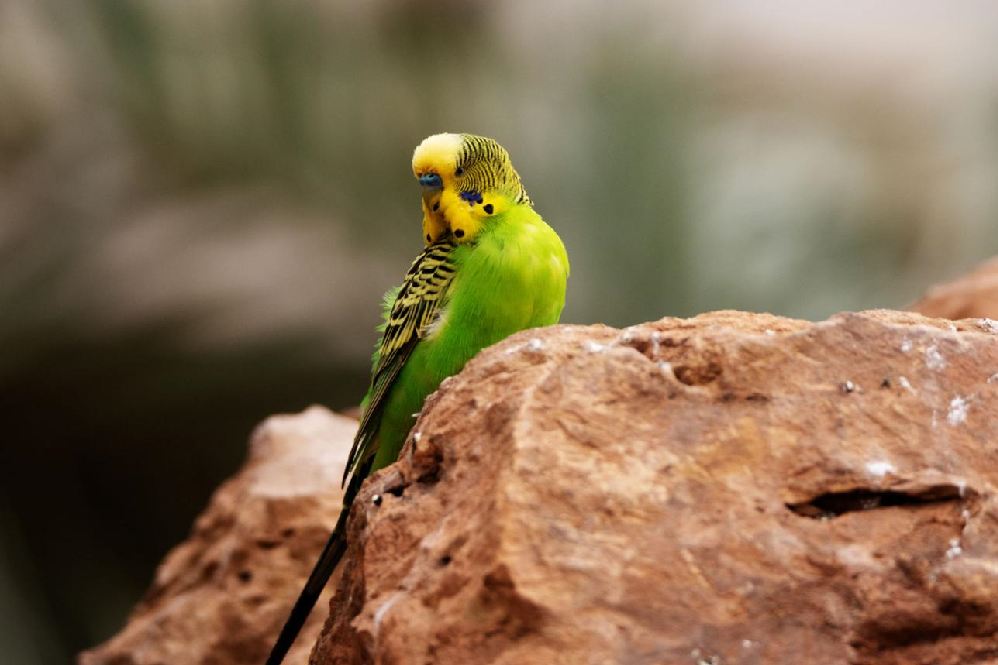 Lovebird Pet Bird