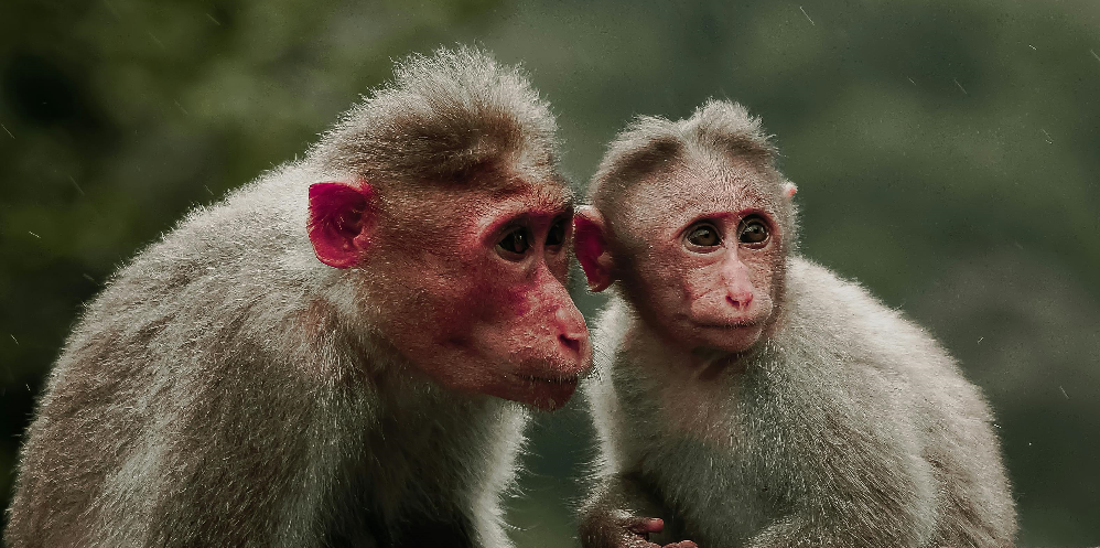Monkey Animal Guide