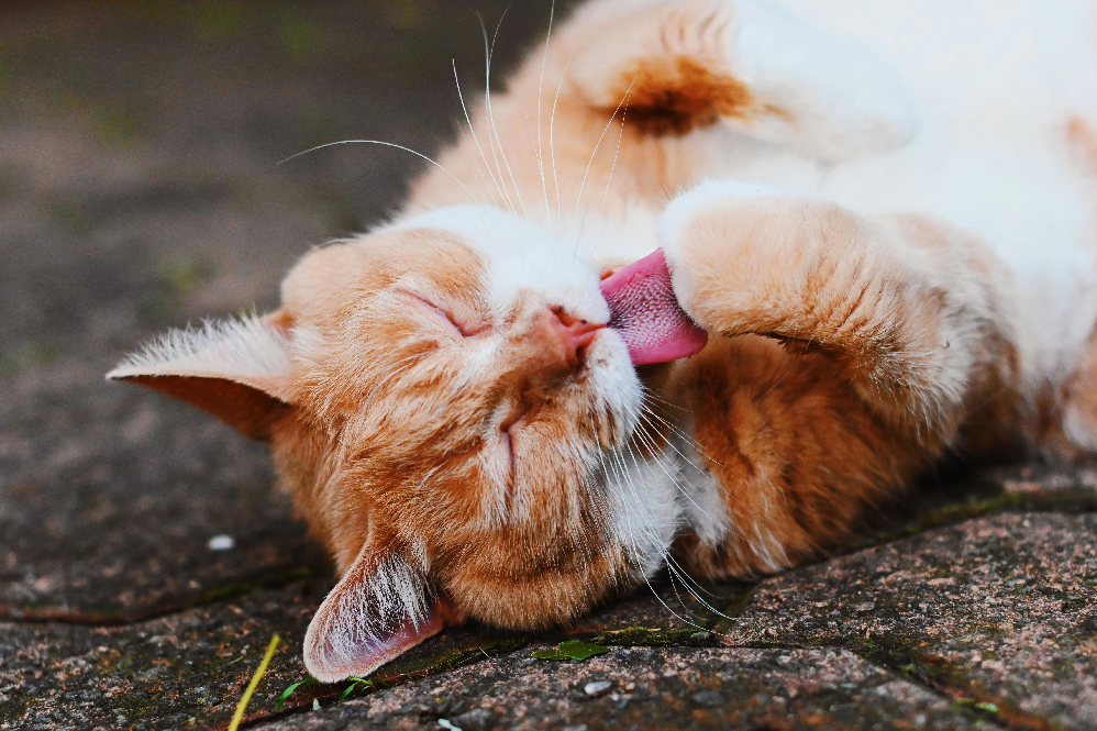 Natural Cat Skin Care