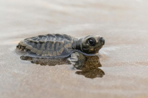 Olive Ridley Sea Turtle
