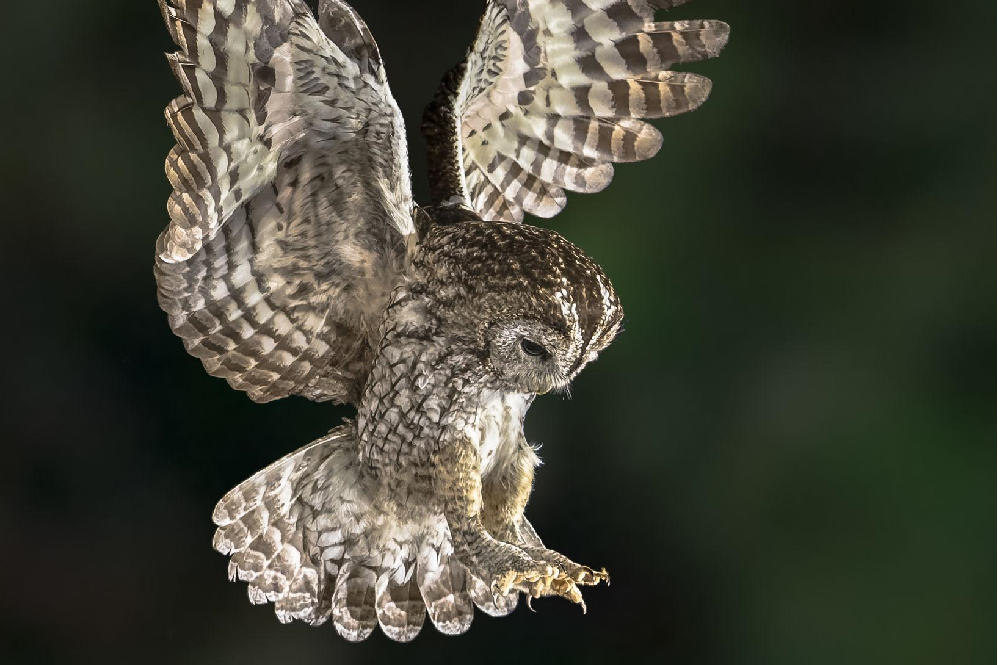 Owl bird