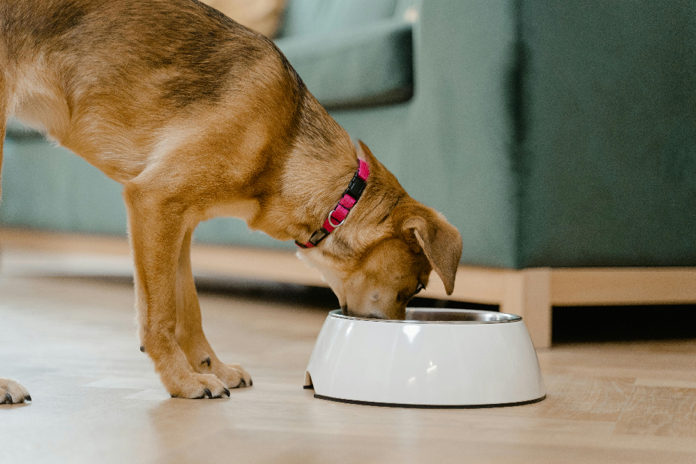 Raw vs processed pet food