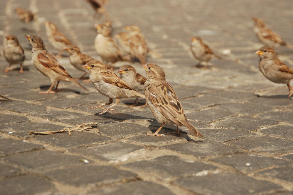 Sparrow Bird