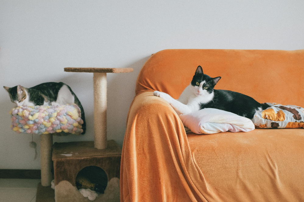 stop cat scratching furniture