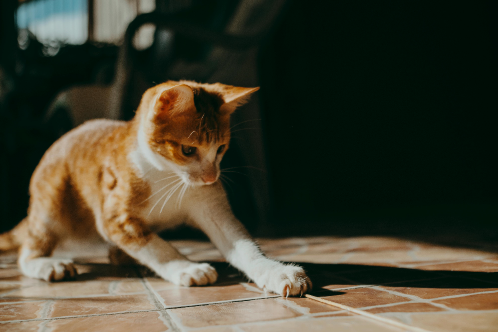 Understanding Cat Behavior