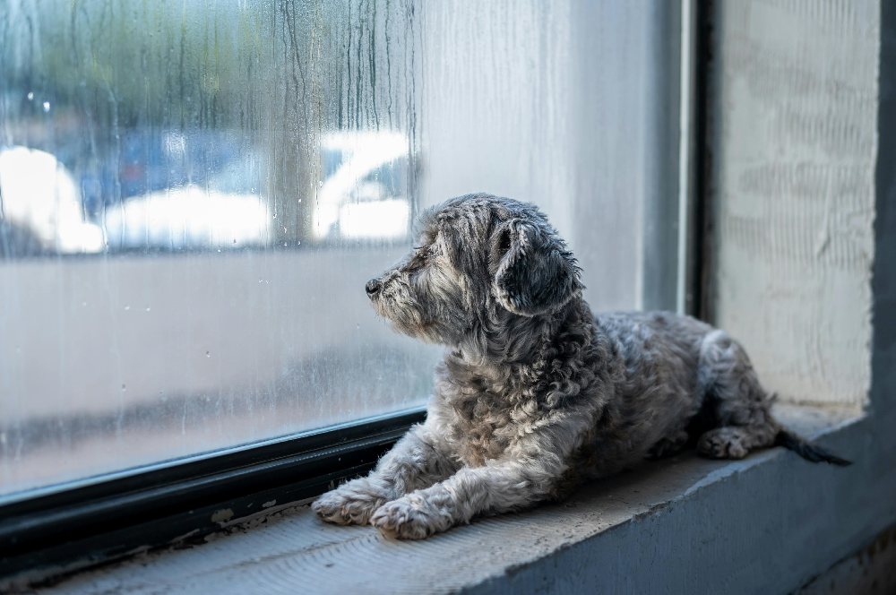 weather affects pets
