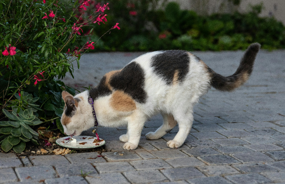 why your cat is not eating