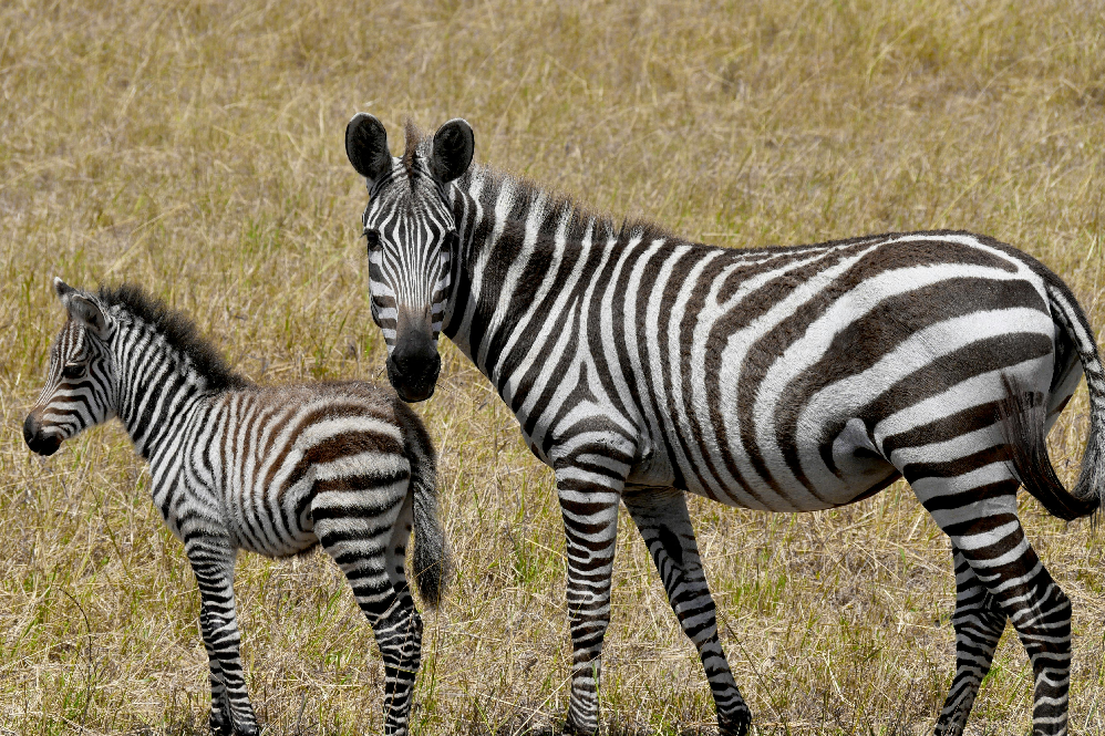 Zebra Animal Guide