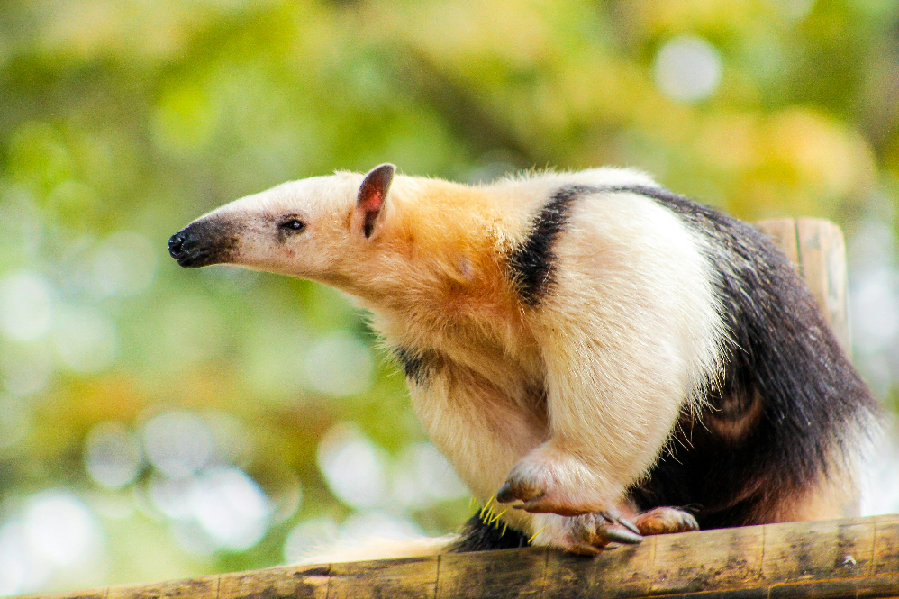 aardvark facts and habitat guide