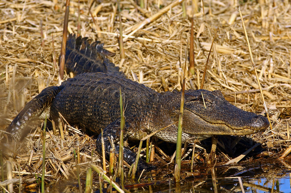 Alligator