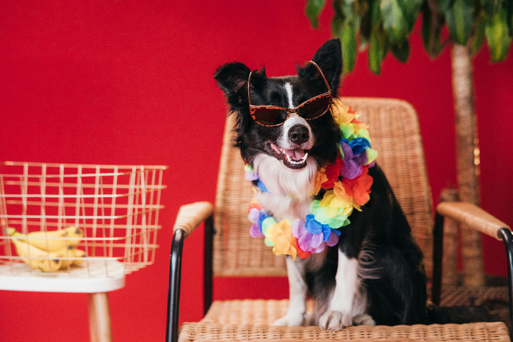 can dogs eat summer fruits