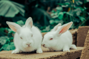 how to care rabbits in summer