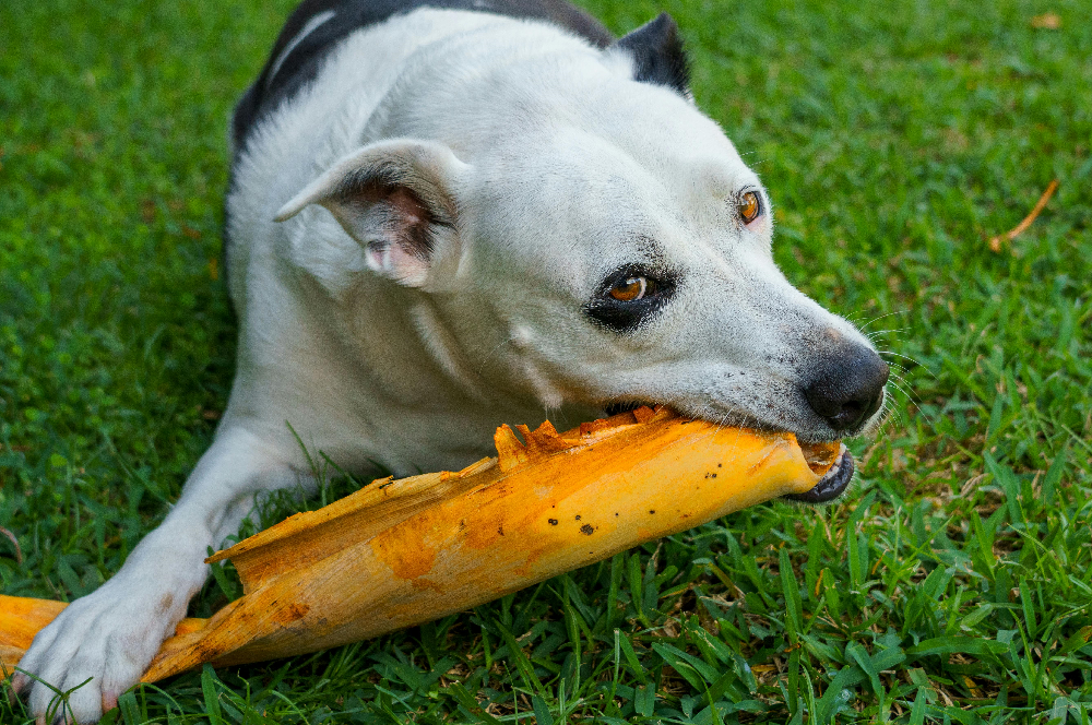 foods toxic to dogs