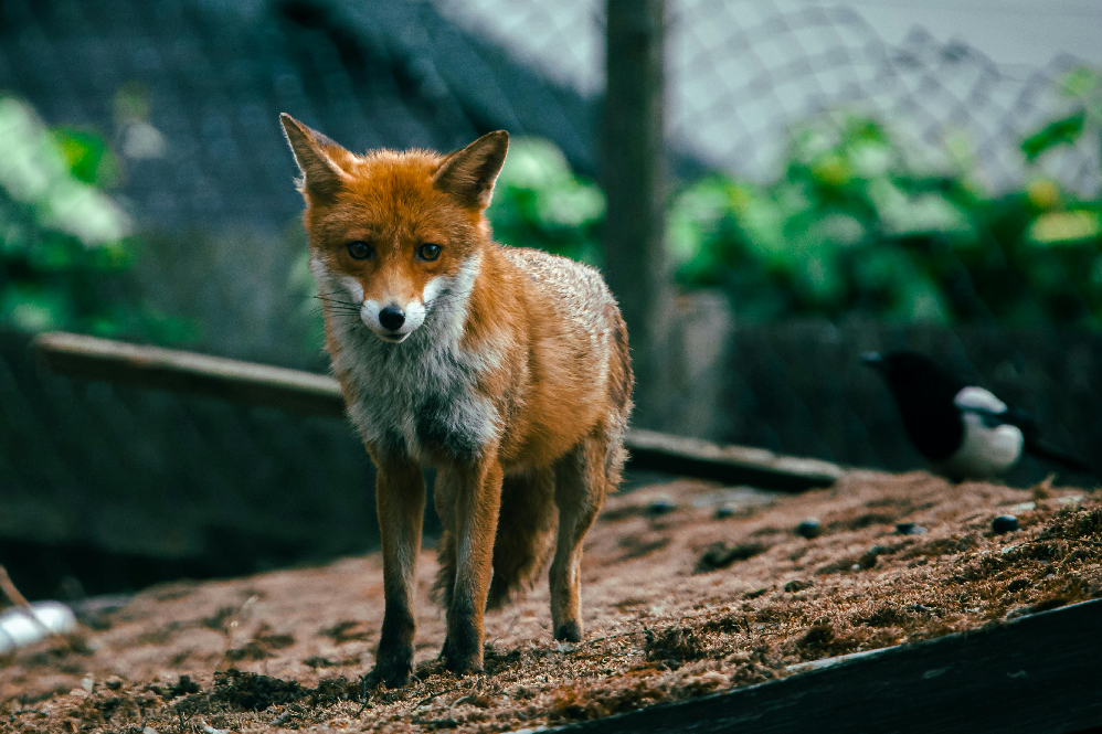 Fox Animal Guide