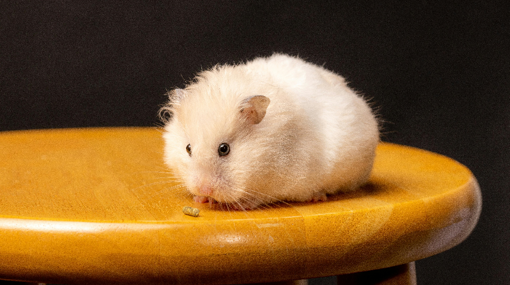 Hamster Cage Setup Guide
