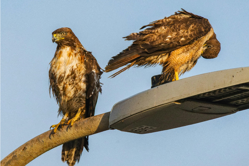 hawks