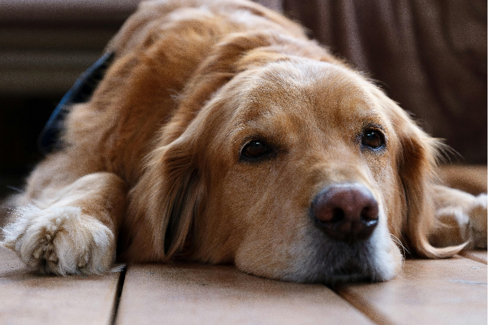 is your pet in pain