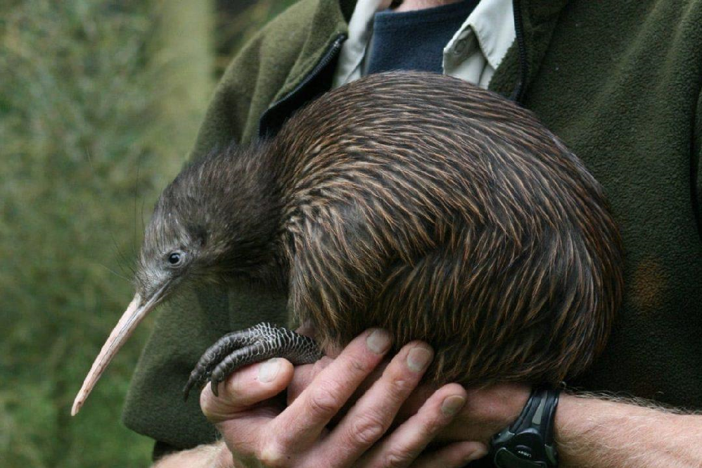 Kiwi bird