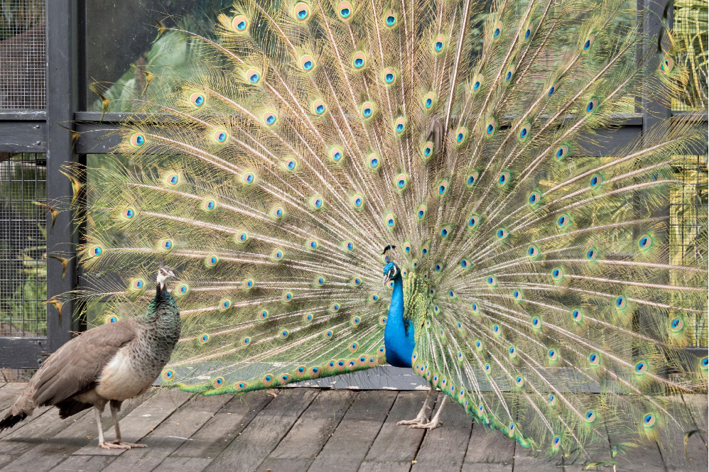 peacock