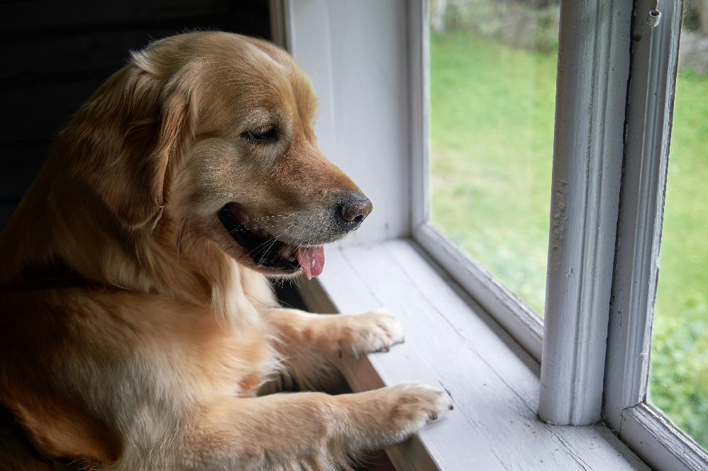 pet separation anxiety