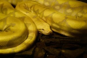 Python Snake