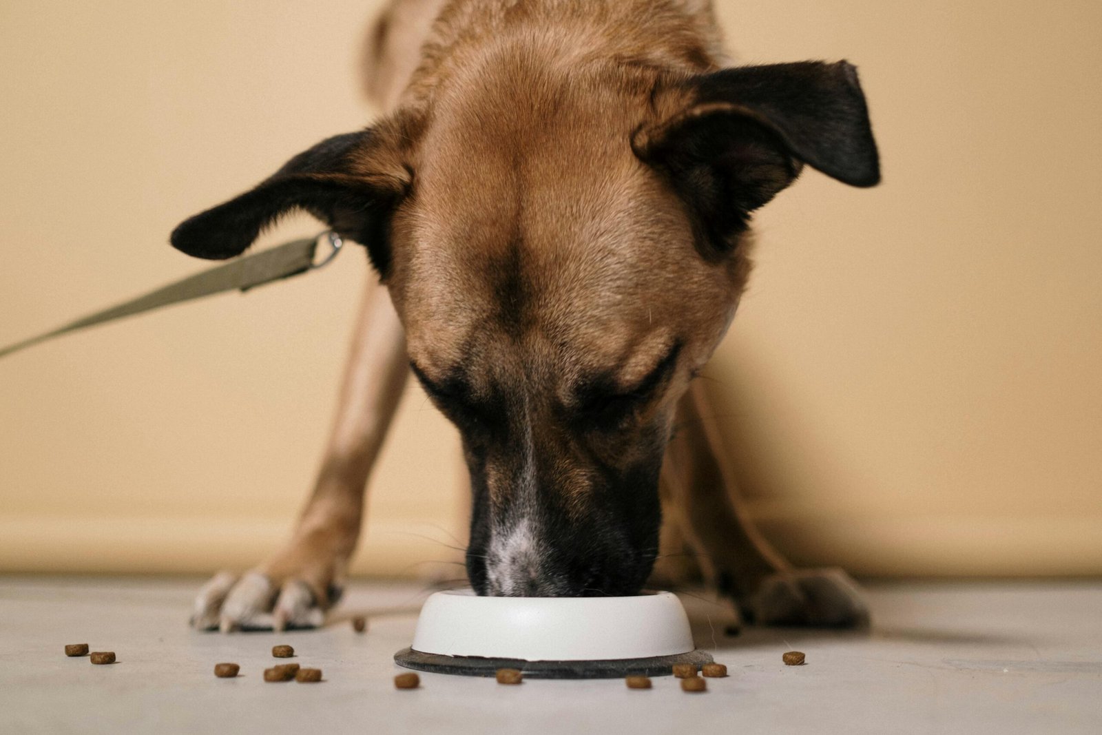 personalized pet nutrition