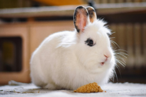 Rabbit as pet mammal