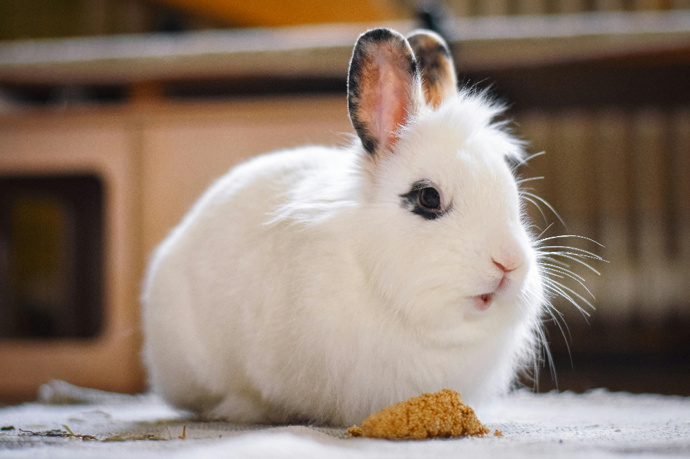 Rabbit as pet mammal