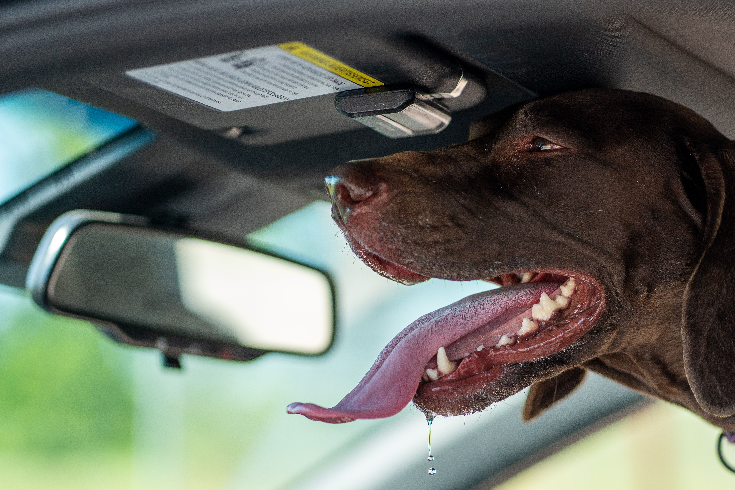 Dog heat stroke symptoms 