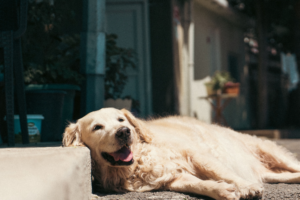 Dog Heat Stroke Symptoms