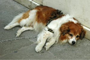 Dog Stress Signs