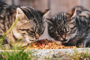 High Protein Cat Food