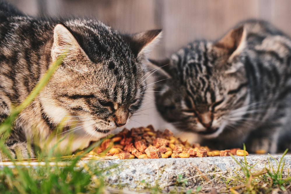 High Protein Cat Food