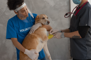 Pet First Aid Kit at Home